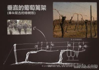 葡萄藤架式搭建（篱架 / 棚架）工艺