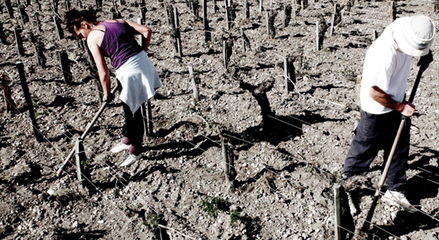 生物动力法葡萄园历法应用与农事安排工艺