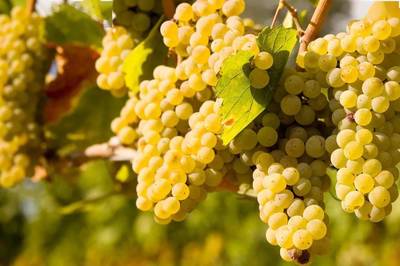 干型起泡葡萄酒（Brut）品酒常识（低残糖 / 高酸 / 清爽）