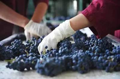 机械采收葡萄损伤控制与后续分拣工艺