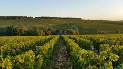 葡萄酒产区风土，味蕾的灵感源泉