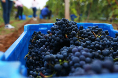 不同品种葡萄混合破碎比例控制工艺