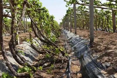 多雨地区葡萄园排水系统建设与果实裂果预防工艺