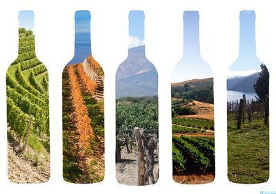 葡萄酒产区风土，怎样影响品质？