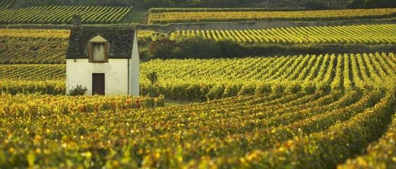 葡萄酒产区的风土宝藏，等你发现