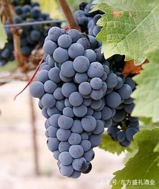 葡萄酒产区（产区风土对风味影响）基础常识
