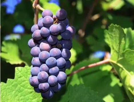 柏翠庄园（Chateau Pétrus）