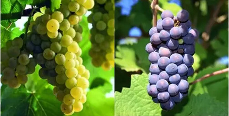 起泡葡萄酒气泡大小（细腻 / 粗大）判断常识