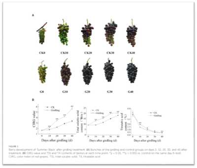 葡萄转色期糖分积累监测与调控工艺
