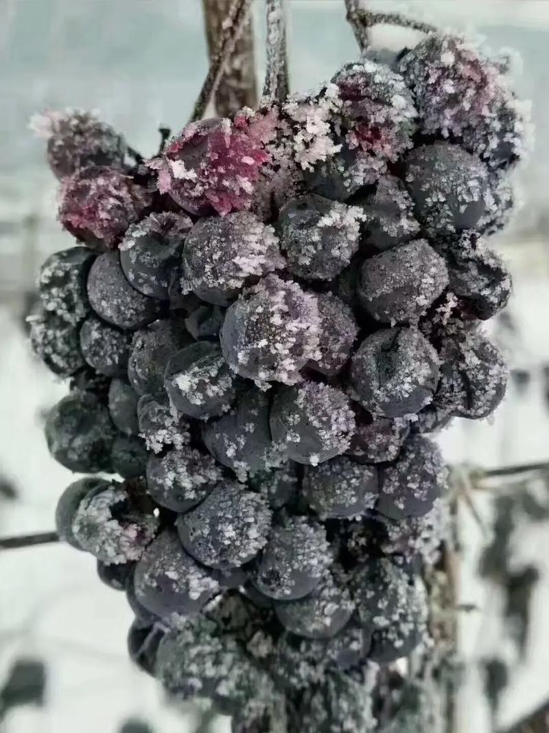 葡萄压榨不足（出汁率低）工艺处理