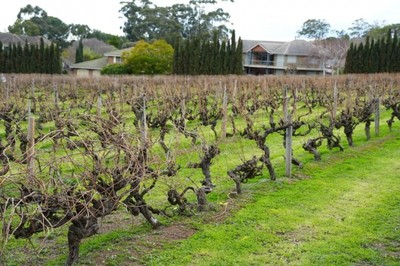葡萄酒工艺集成化（全产业链 / 一体化）管理工艺