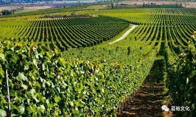 探秘葡萄酒产区：领略独特风土魅力
