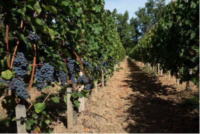 葡萄酒稳定处理后微生物检测（菌落总数）工艺