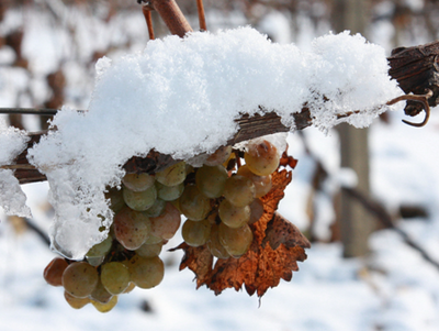 葡萄原料受霜冻（冻伤）工艺处理