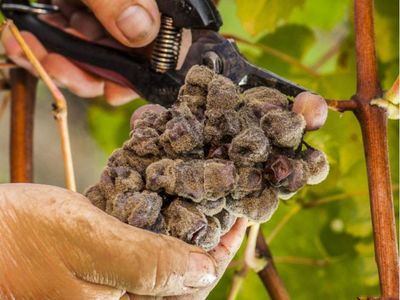 贵腐葡萄酒生产过程中原料（感染率）检测工艺