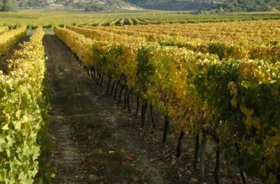 圣佩德罗酒庄（Vina San Pedro）