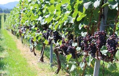 解密小众葡萄品种：如何让特色葡萄酒撬动市场